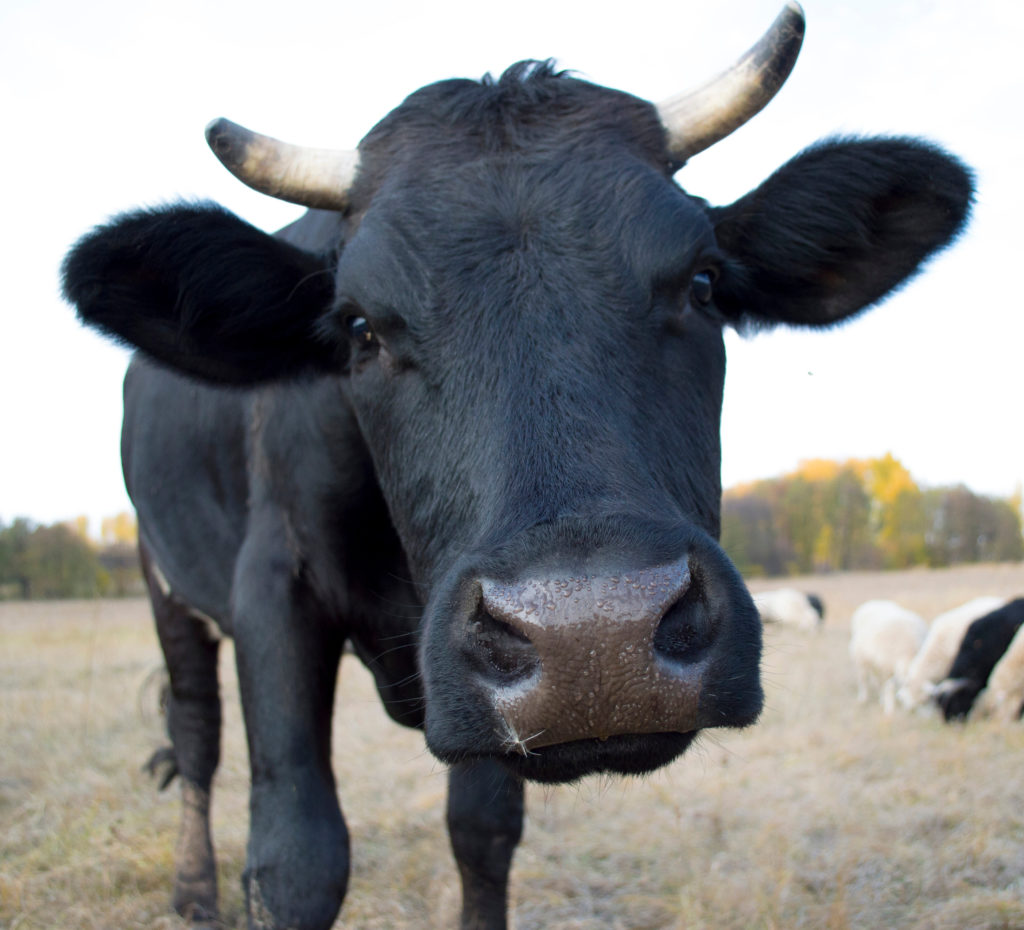 closeup of black cow face with horns