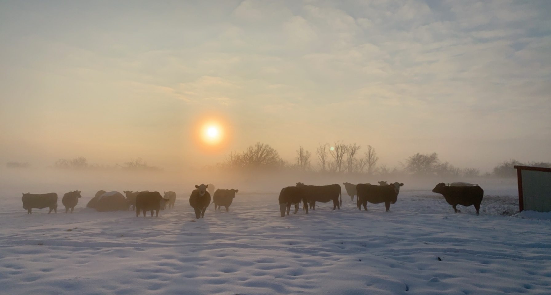 Cows in a snowy field at sunrise, surrounded by mist and bare trees